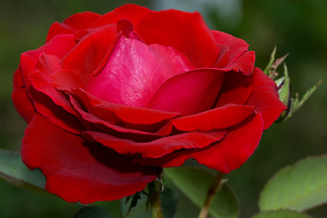 Image showing macro picture of a bloomed red rose 