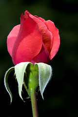 Image showing macro picture of a pink rose