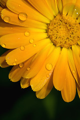 Image showing closeup of yellow Gerbera Jamesonii Bolus flower