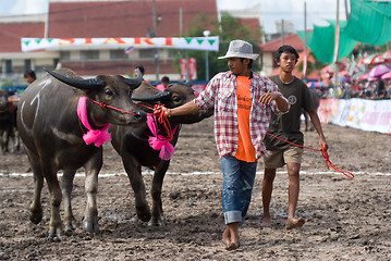 Image showing Annual Buffalo Races in Chonbburi 2009