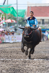 Image showing Annual Buffalo Races in Chonburi 2009