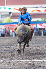 Image showing Annual Buffalo Races in Chonburi 2009