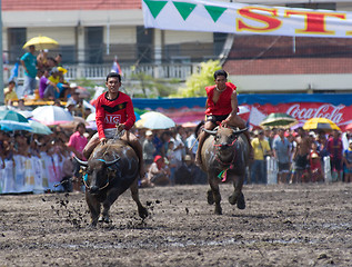 Image showing Annual Buffalo Races in Chonburi 2009