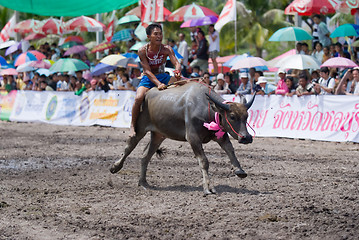 Image showing Annual Buffalo Races in Chonburi 2009