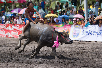 Image showing Annual Buffalo Races in Chonburi 2009