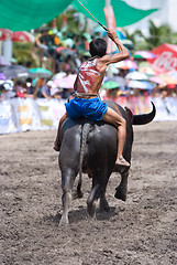 Image showing Annual Buffalo Races in Chonburi 2009