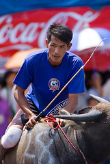 Image showing Annual Buffalo Races in Chonburi 2009