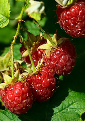 Image showing Raspberry.