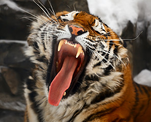 Image showing Yawning tiger