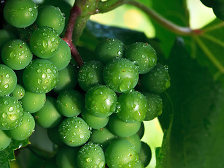 Image showing Grape