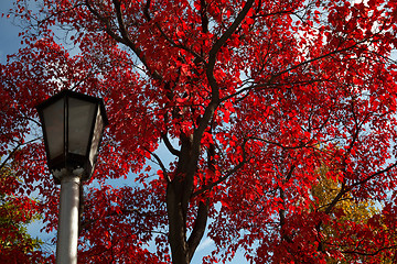 Image showing Red autumn