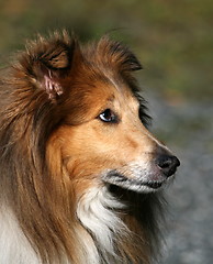 Image showing Lassie dog