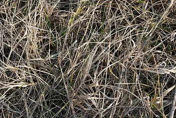 Image showing Dry Grass