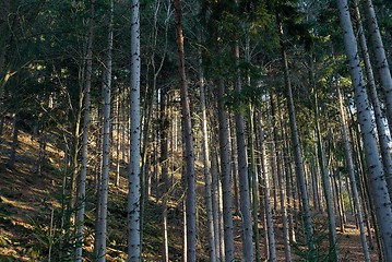 Image showing Forest