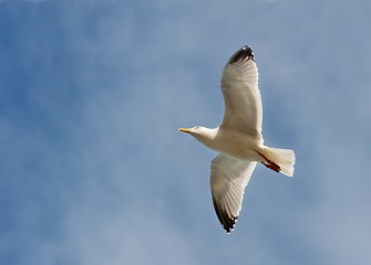 Image showing Seagull