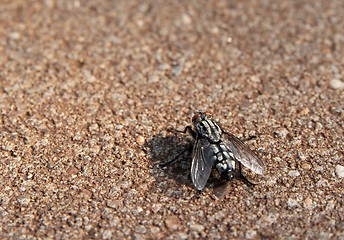 Image showing Fly