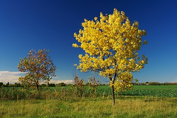 Image showing Autumn