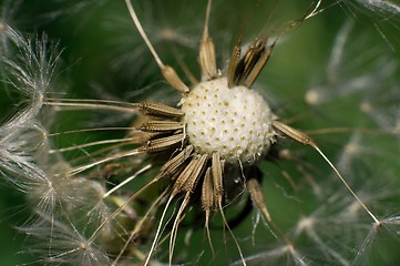 Image showing Dandelion