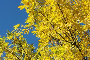 Image showing Autumn Tree