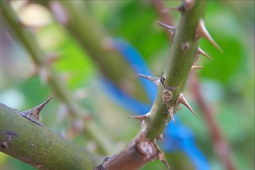 Image showing Thorns