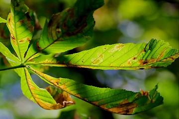 Image showing Autumn Leaf