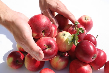 Image showing Hands holding James Grieves apples