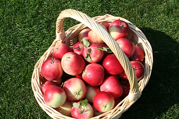 Image showing Basket with James Grieves apples