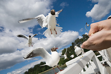 Image showing seagull