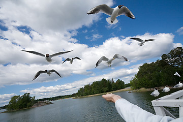 Image showing seagull