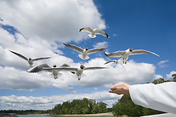 Image showing seagull