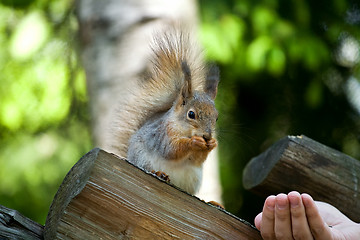 Image showing squirrel