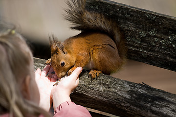 Image showing little girl plays with the squirrel