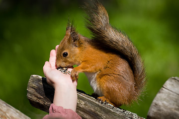 Image showing squirrel