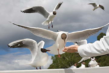 Image showing seagull