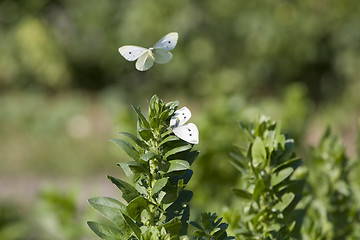 Image showing Butterflys