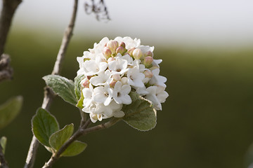 Image showing White flower on green background