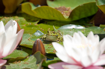 Image showing blossom lotus flower and frog