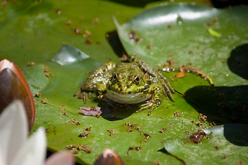 Image showing blossom lotus flower and frog