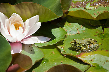 Image showing blossom lotus flower and frog