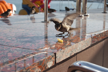 Image showing sparrow in Mc Donalds
