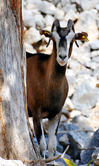 Image showing Wild goat (Kri-Kri)