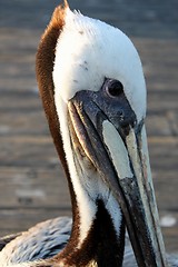 Image showing pelican