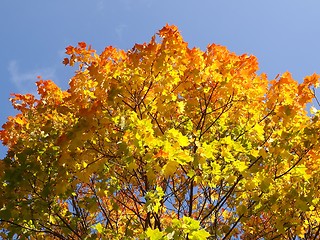 Image showing Autumn Maple Tree