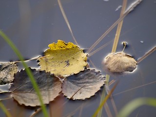 Image showing Leaves on Water 