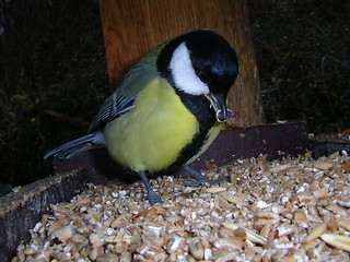 Image showing Titmouse