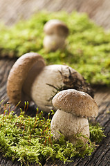 Image showing Mushroom