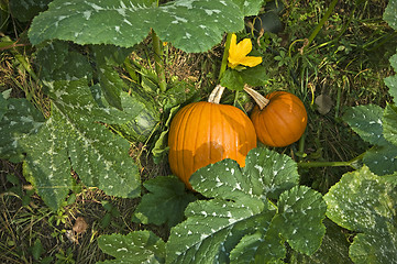 Image showing Pumpkin