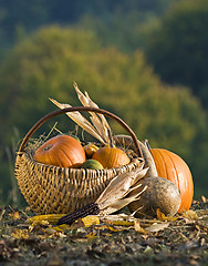 Image showing Pumpkins