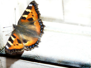 Image showing butterfly