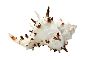 Image showing Beautiful seashell isolated over white